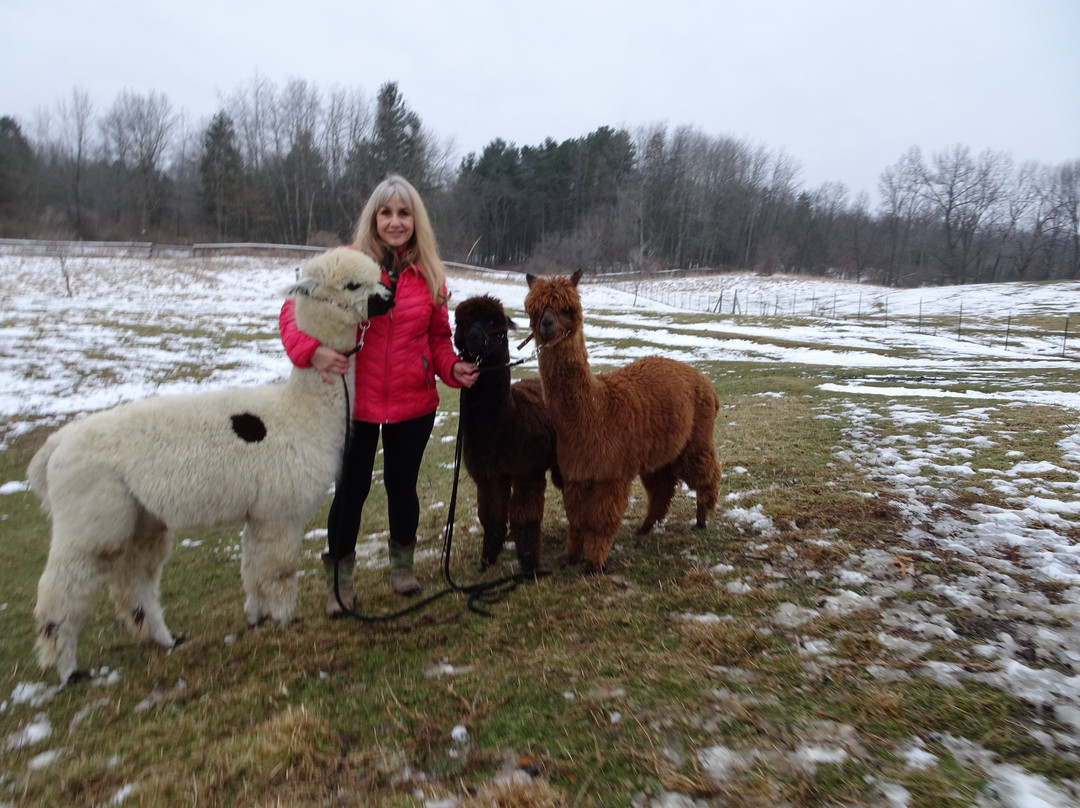 Bookmark Alpacas景点图片