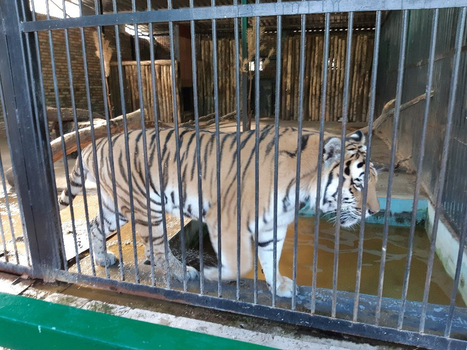 Samara Zoo-萨马拉必去景点