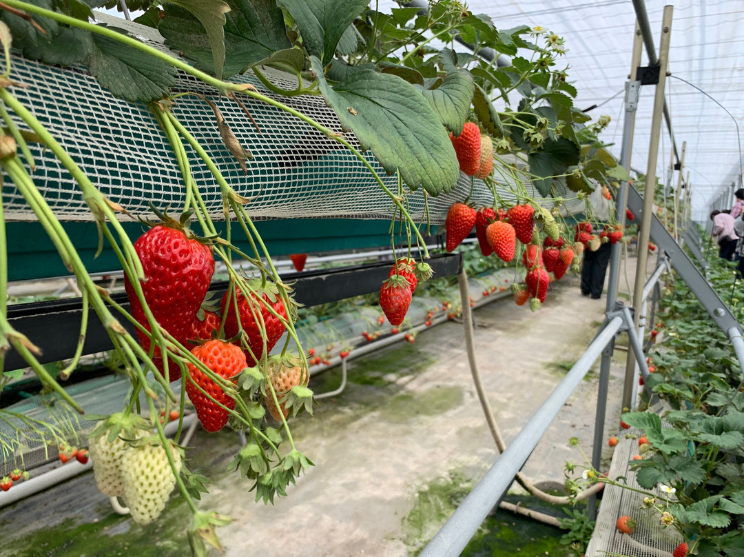 Tateyama Strawberry Picking Center景点图片
