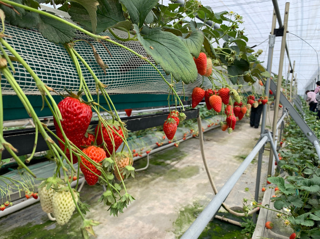 Tateyama Strawberry Picking Center-馆山市必去景点