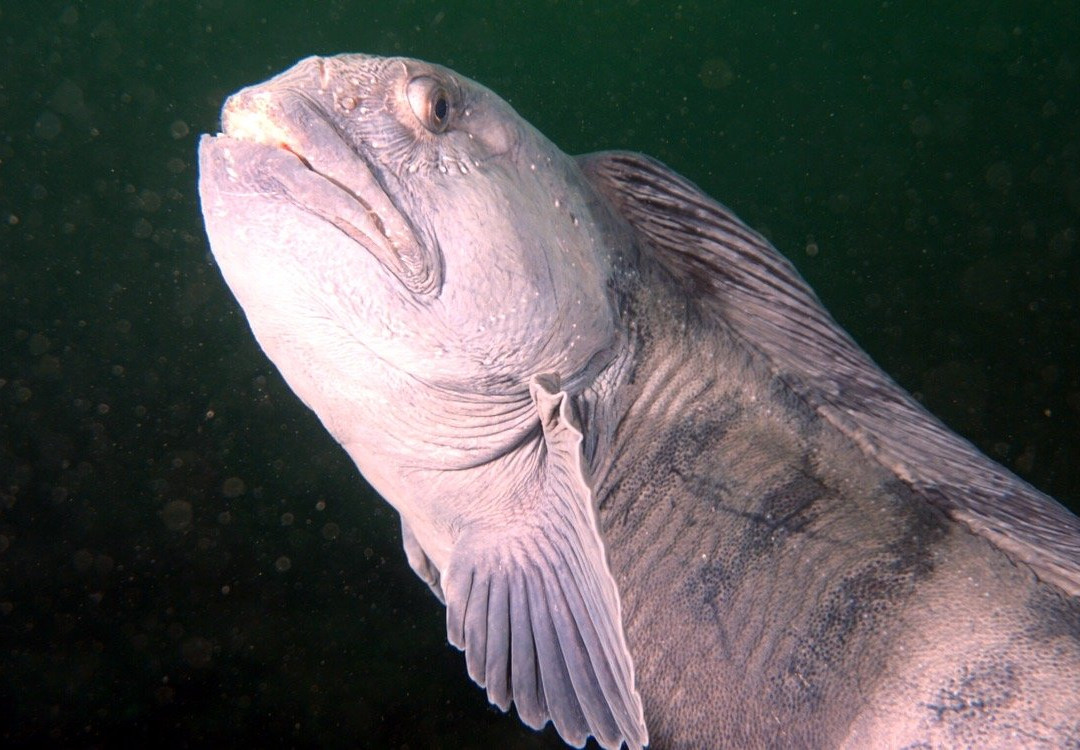 Strytan Divecenter-阿克雷里必去景点