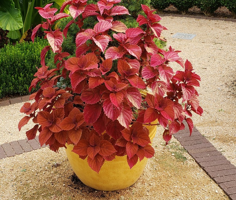 Paul J Ciener Botanical Garden景点图片
