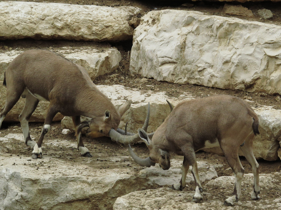 Petah Tikva Zoo-Petah Tiqwa必去景点