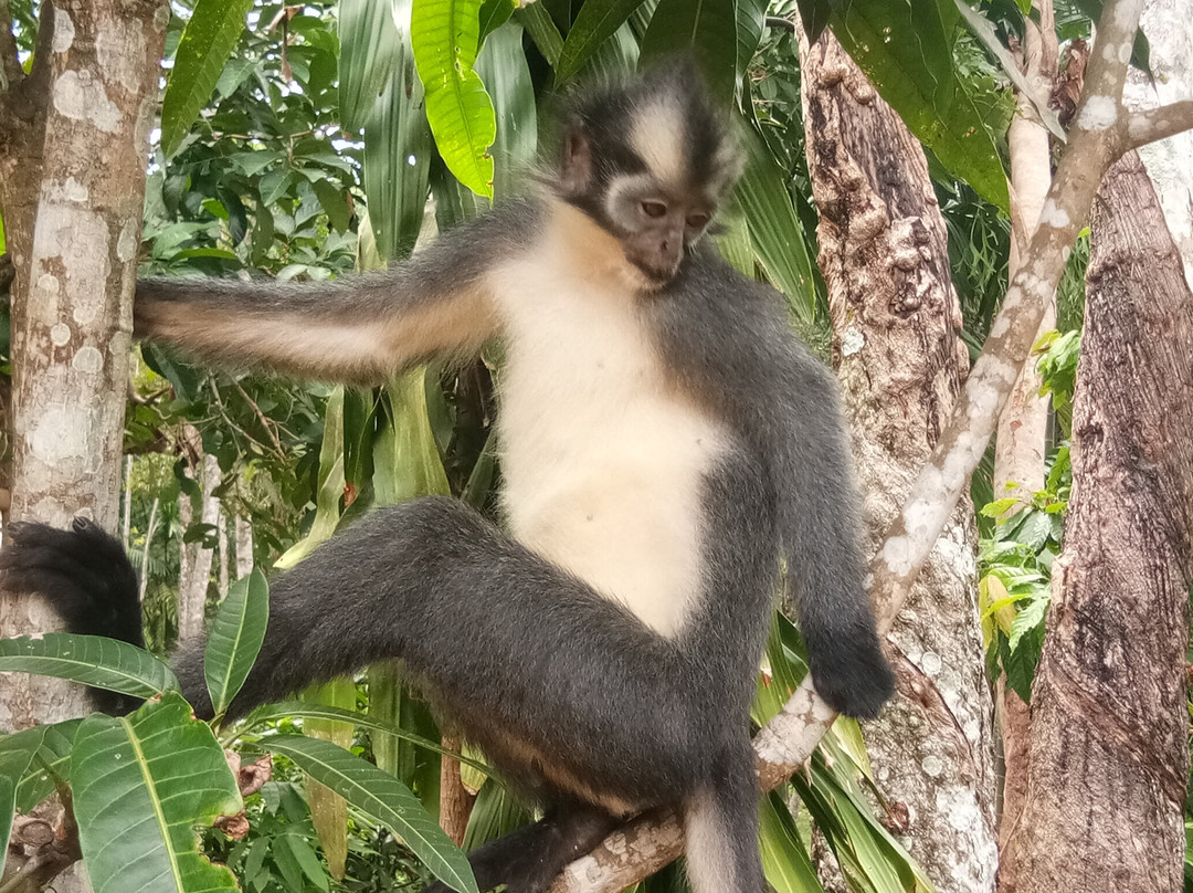 Bukitlawang Trek - Private Day Tours-Bohorok必去景点
