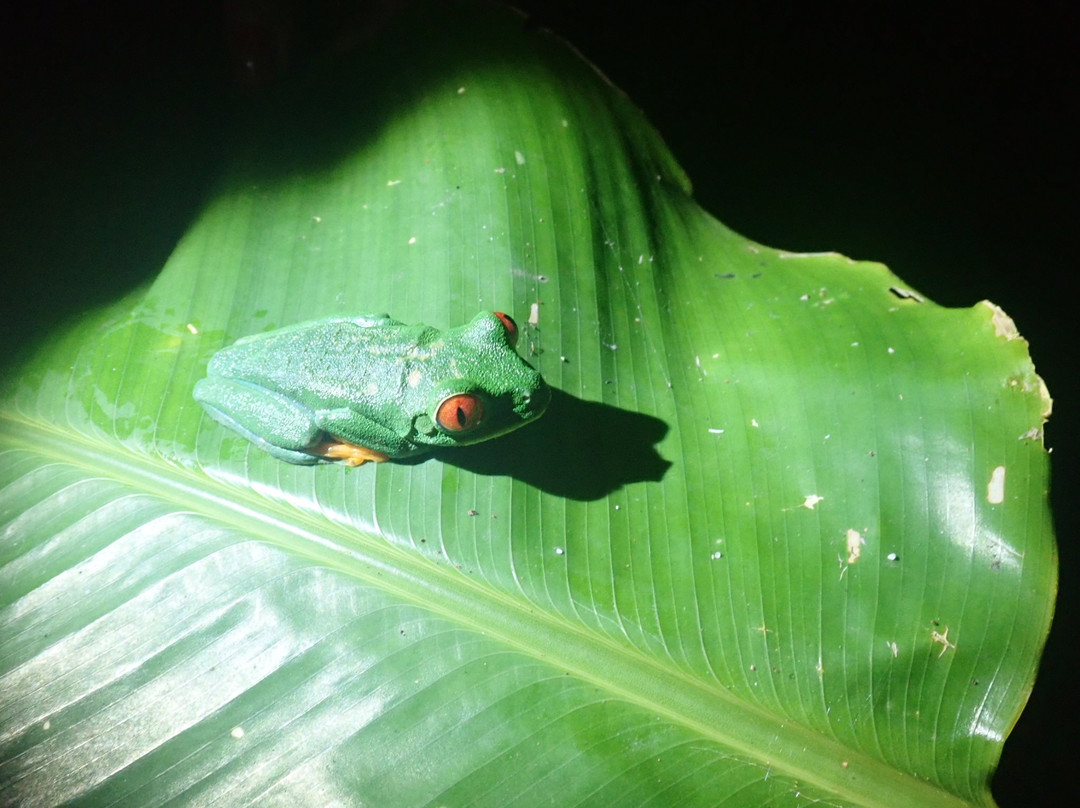 Laguna Lodge Tortuguero主图