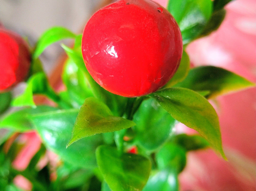 Palamau Tiger Reserve-Palamu District必去景点