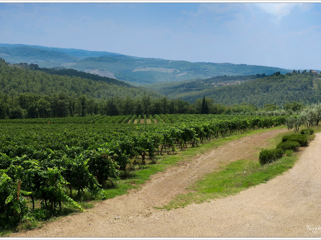 Poggio al Sole Winery-佩萨河谷塔瓦内莱必去景点