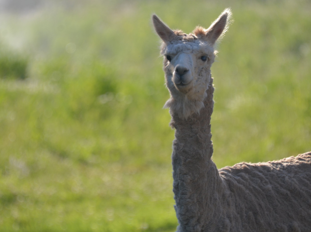 Valle del Arriero-Chimbarongo必去景点