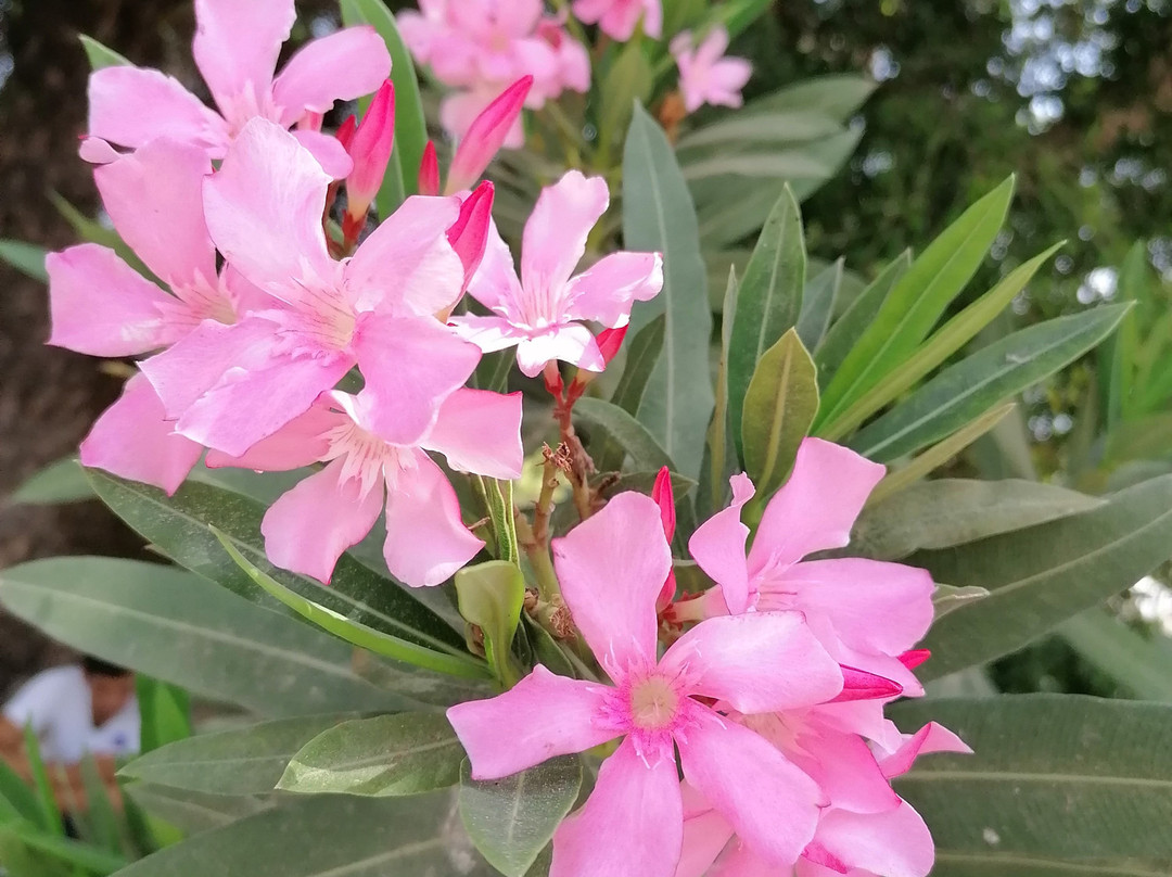 Sangho Zarsis Hotel主图