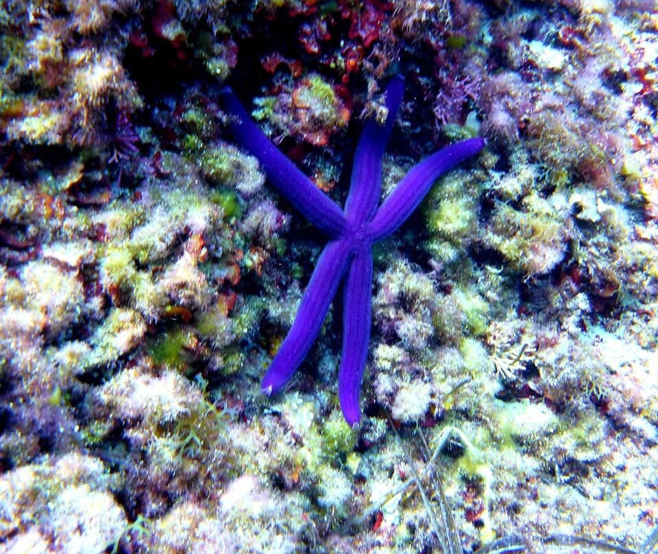 Dive & Fun-卡普德佩拉必去景点