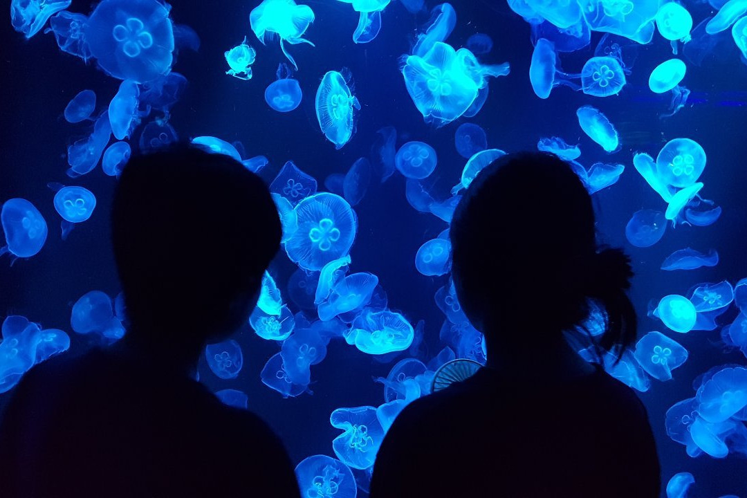 Aqua Planet Yeosu-丽水市必去景点