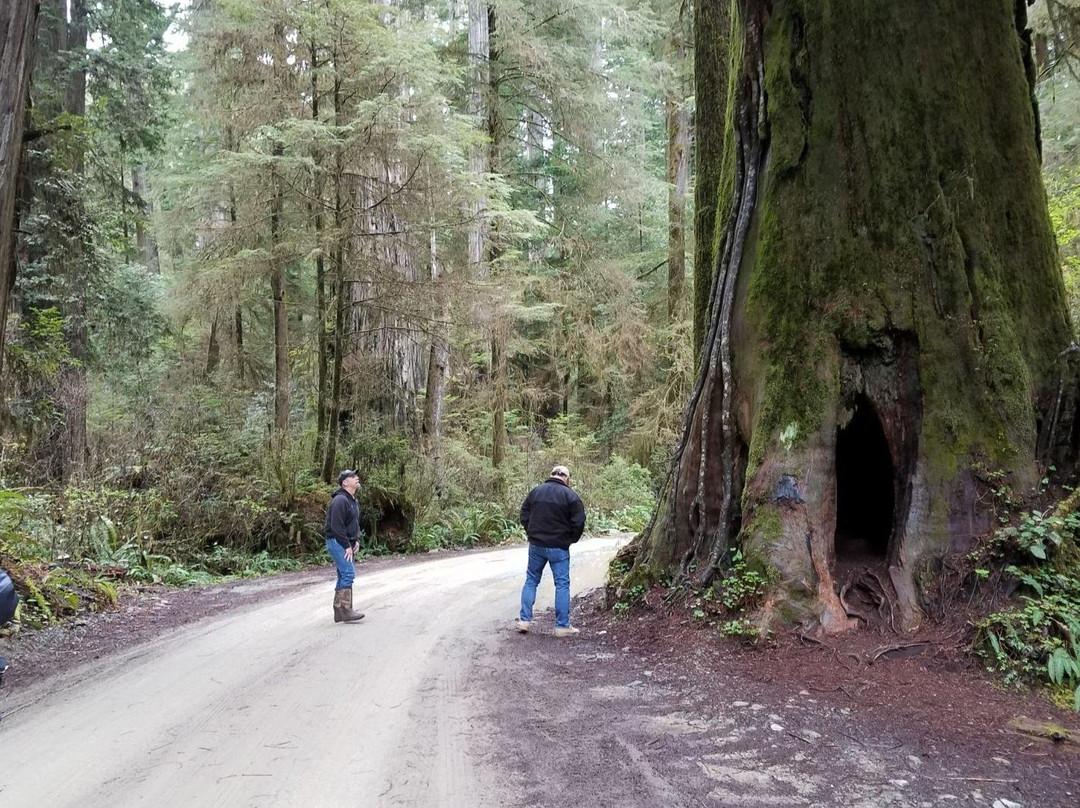 Redwood Eco Ebike Tours景点图片