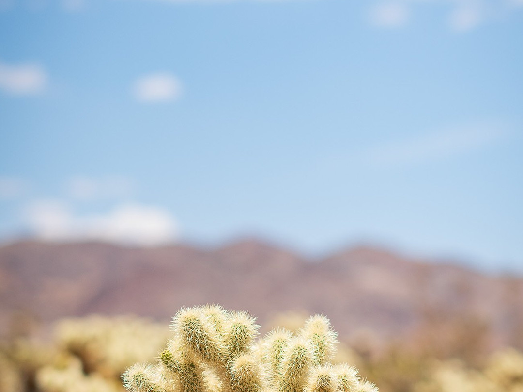 Cholla Cactus Garden-约书亚树国家公园必去景点