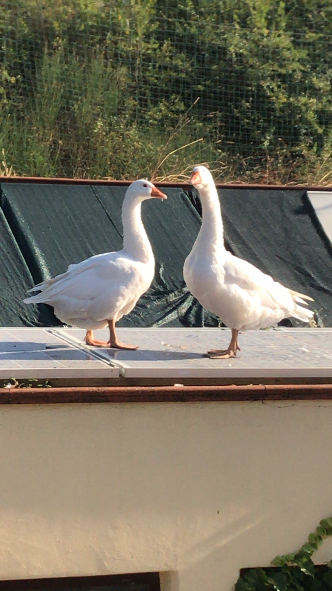 B&B Dell'aviatore-官方