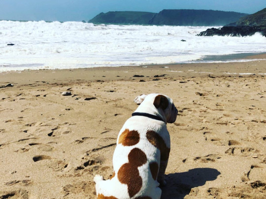 The Whitehouse主图