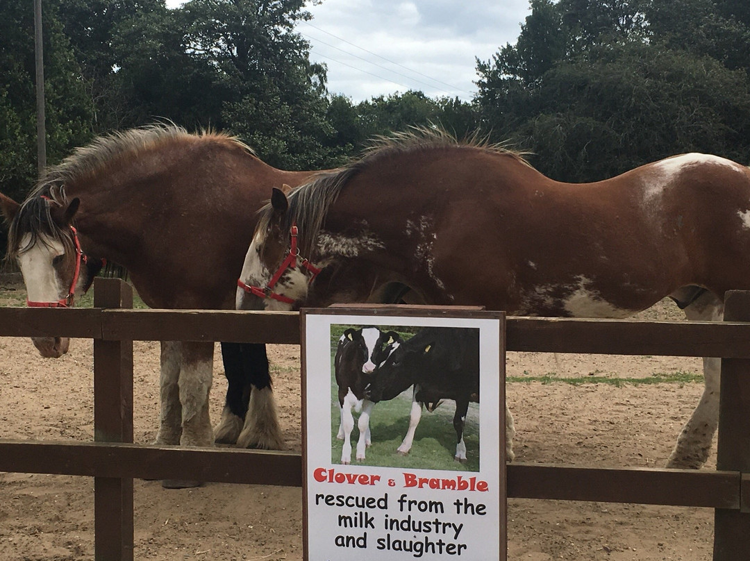 Hillside Shire Horse Sanctuary景点图片