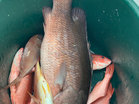 Eagle Express Charters-橙色海湾必去景点