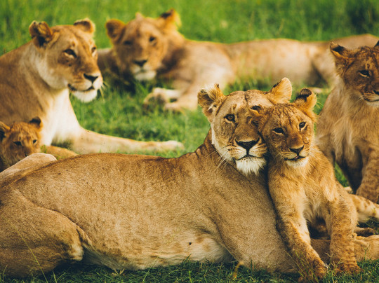 King Lion Tours And Safaris