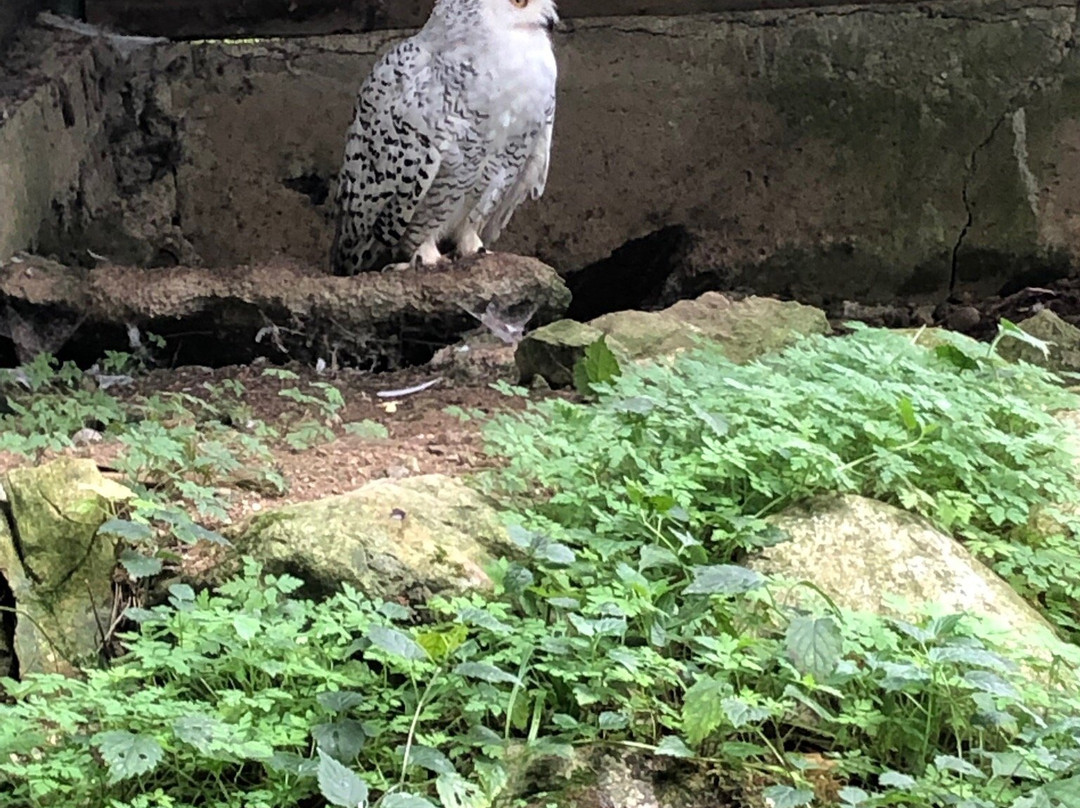 Wildpark Wildbichl-库夫石必去景点