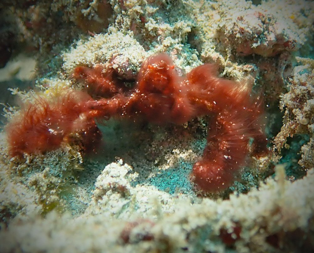 Padangbai Bali Dive-卡朗阿森必去景点