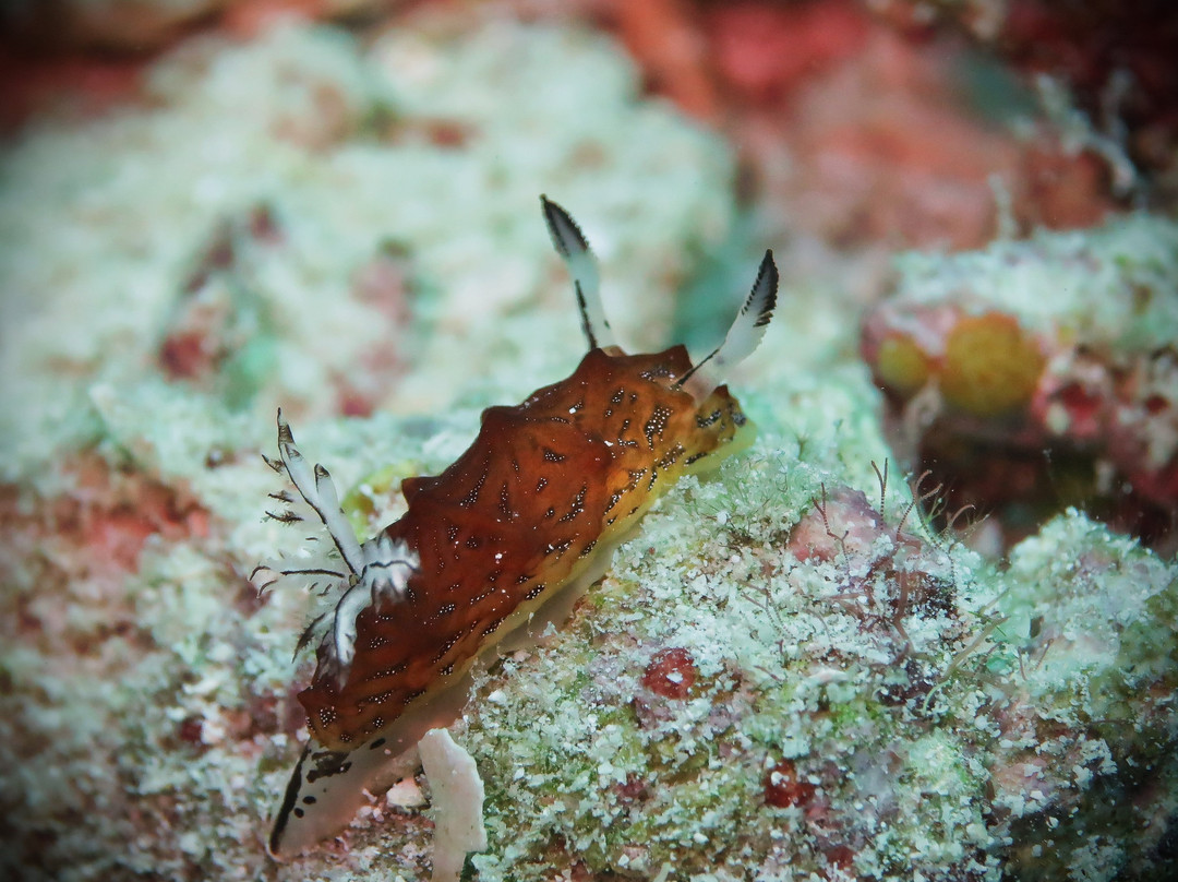 Two Fish Divers Gili Air景点图片