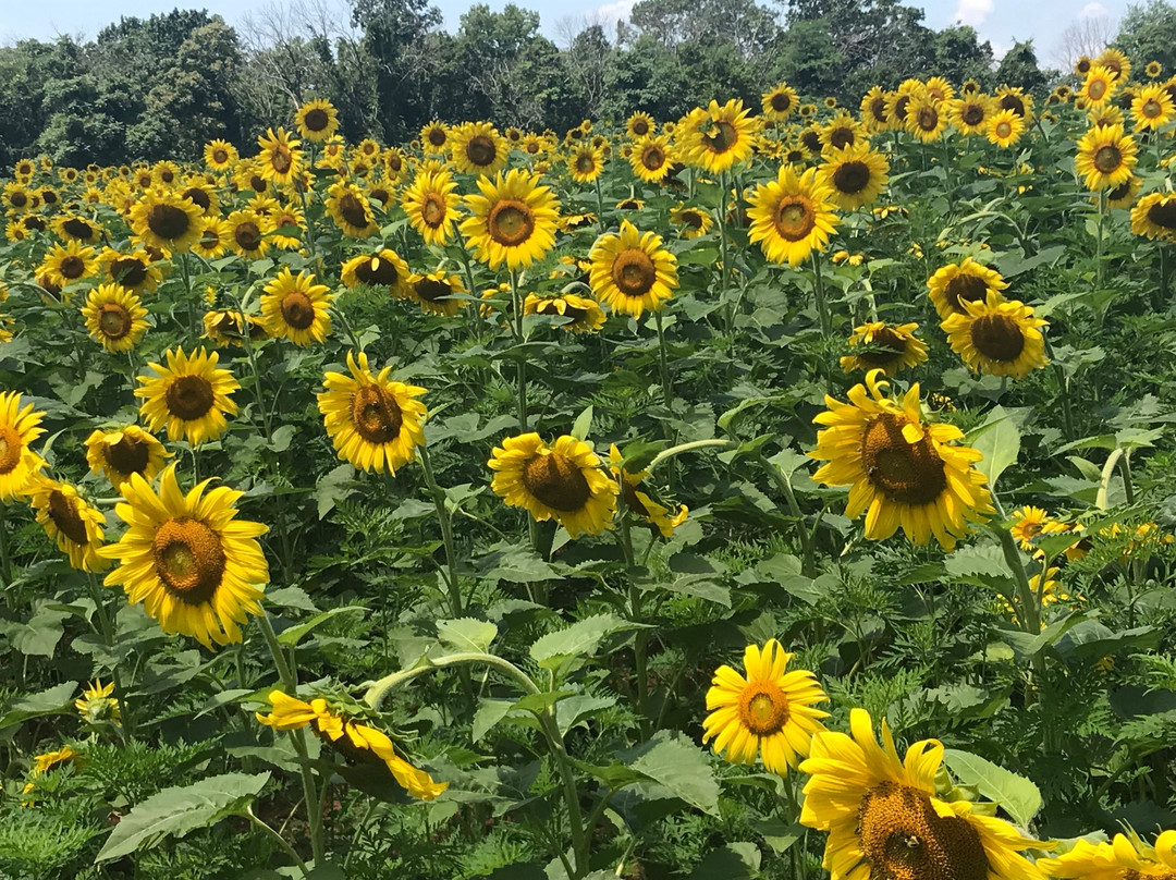 McKee-Beshers Wildlife Management Area-Poolesville必去景点