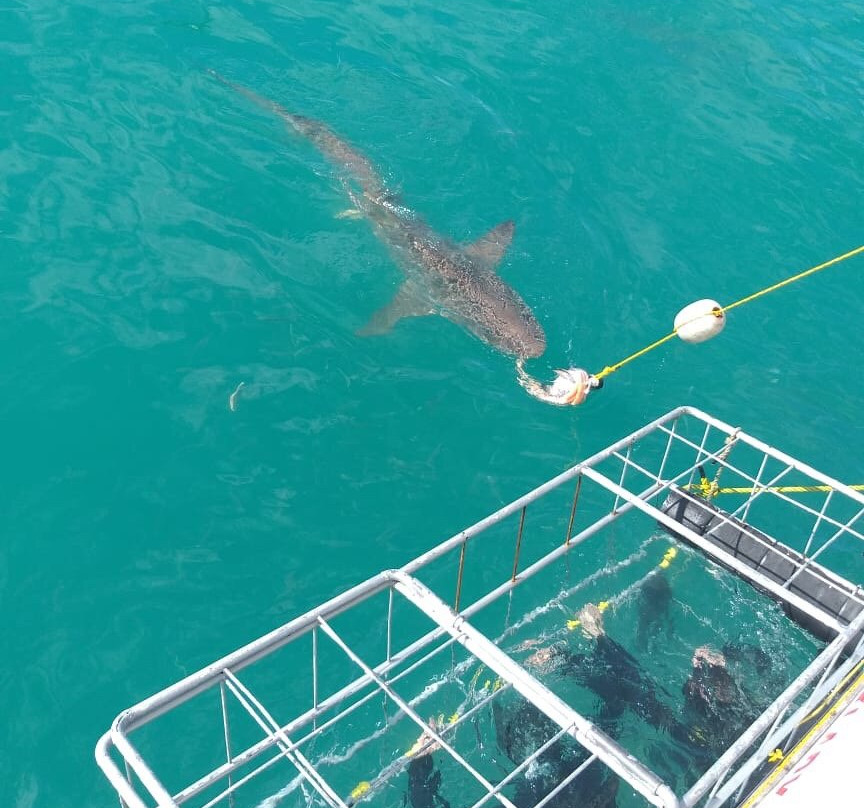 Sharklady Adventures-干斯拜必去景点