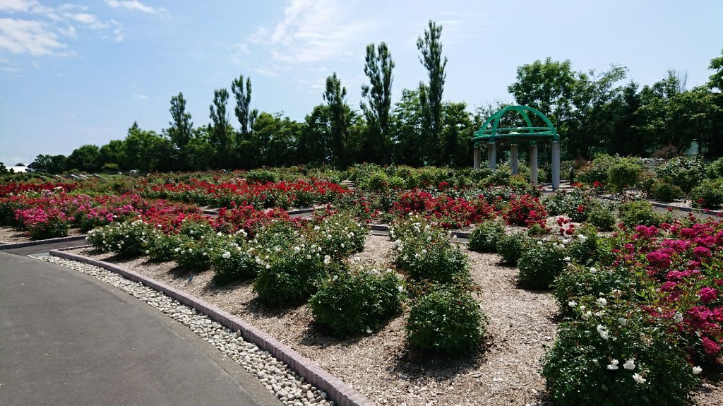 Haboro Rose Garden-羽幌町必去景点
