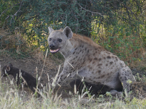 African Safari Adventures-雾观必去景点