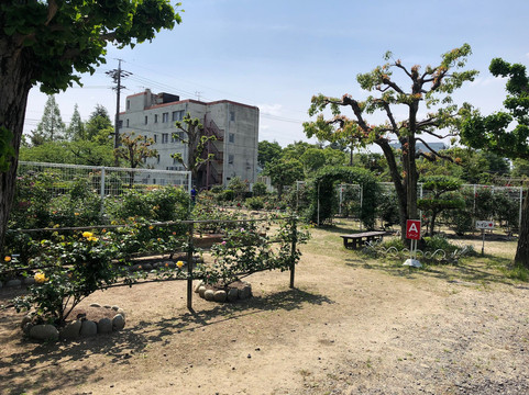 Oji Rose Garden-春日井市必去景点