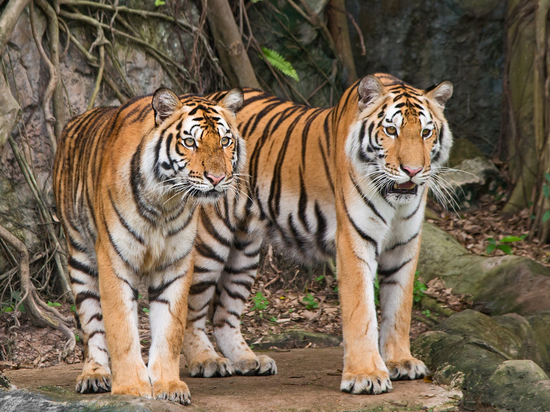 The Indian Safari景点图片