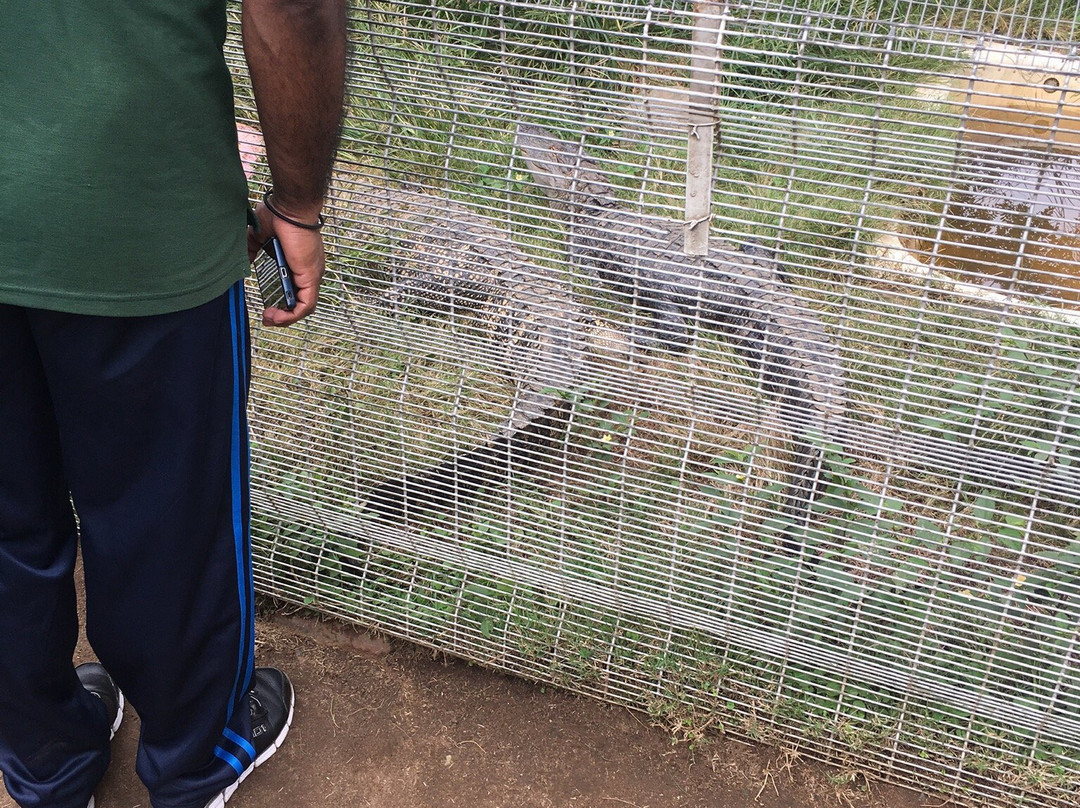 Flag Animal Farm-塩石必去景点