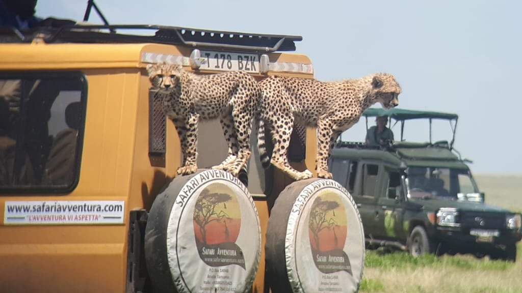 Safari Avventura-阿鲁沙必去景点
