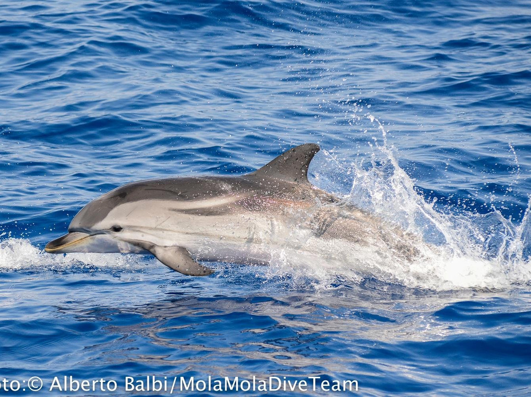 Isola Gallinara Tour e whale watching景点图片