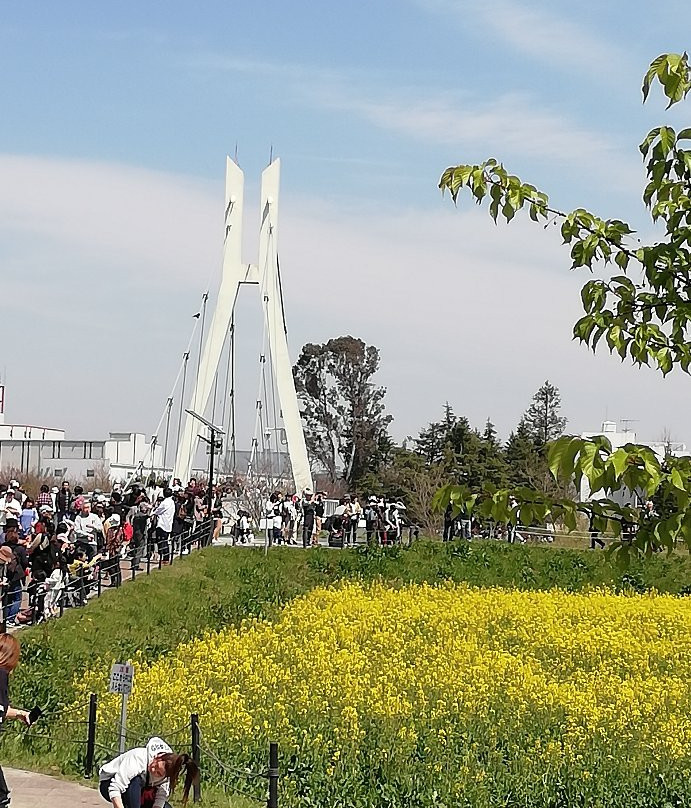 Satte Cherry Blossom Matsui-幸手市必去景点