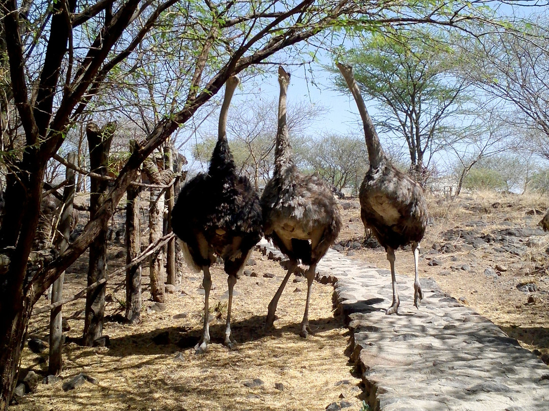 Agesha Tours-亚的斯亚贝巴必去景点