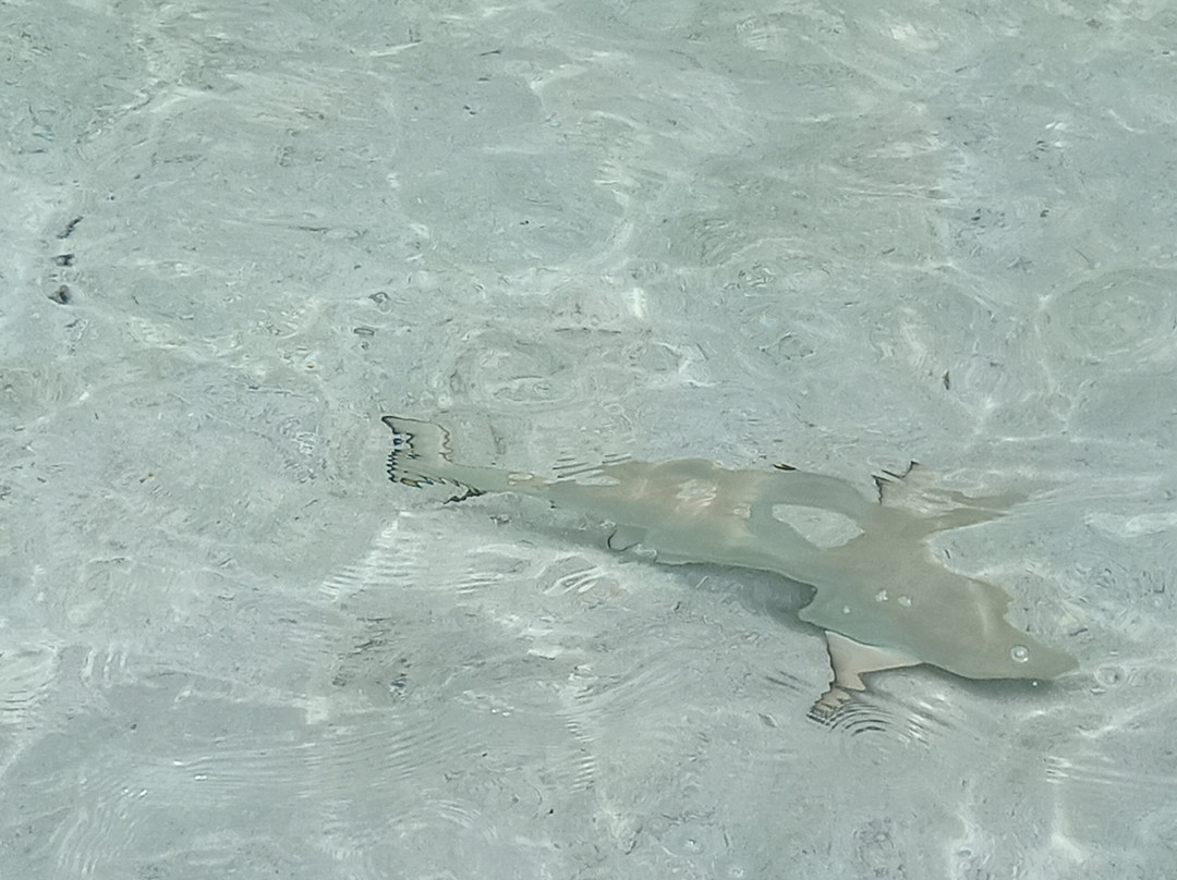 马尔代夫南阿里环礁丽世度假村主图