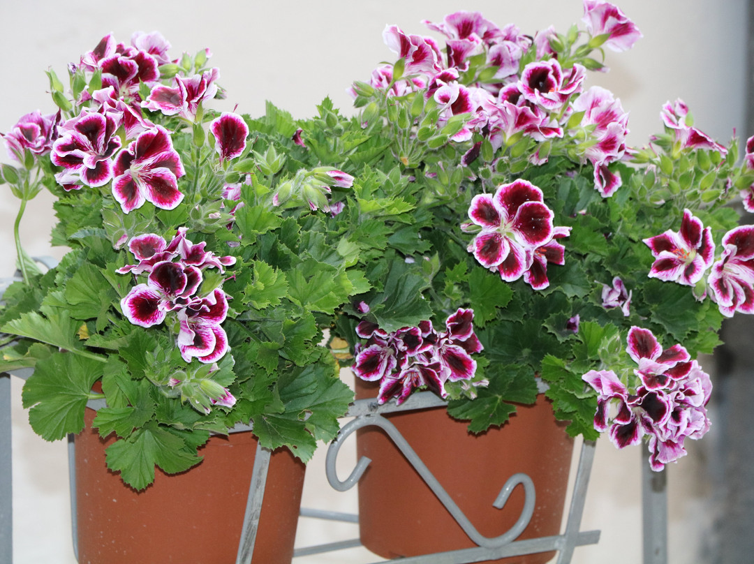 B&B L'Elefante主图