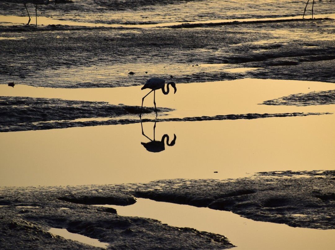 Sewri Jetty-孟买必去景点