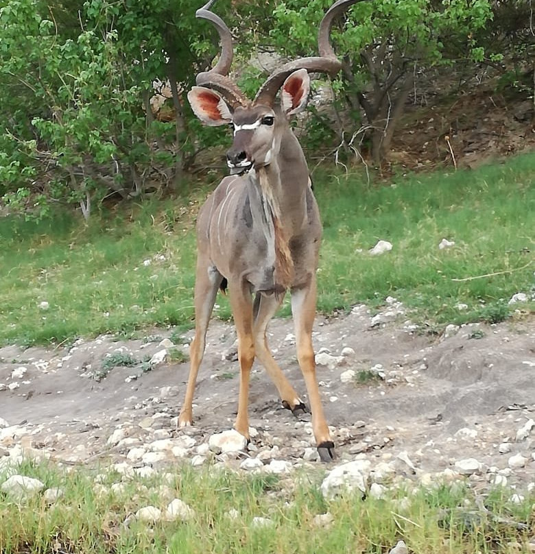 Okutembuka Safaris-温德和克必去景点