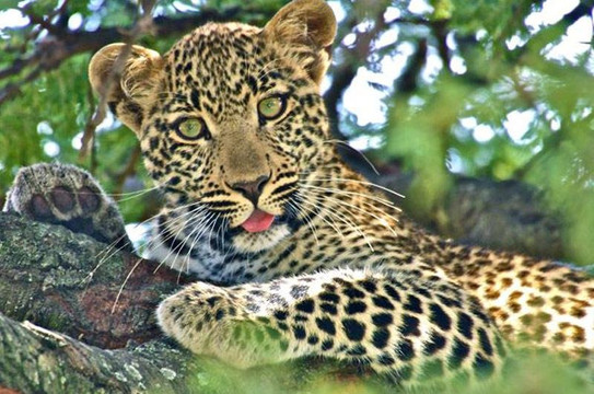 Flight to Fancy Holidays (Kenya)