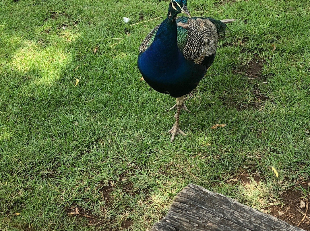 Bokkie Park景点图片