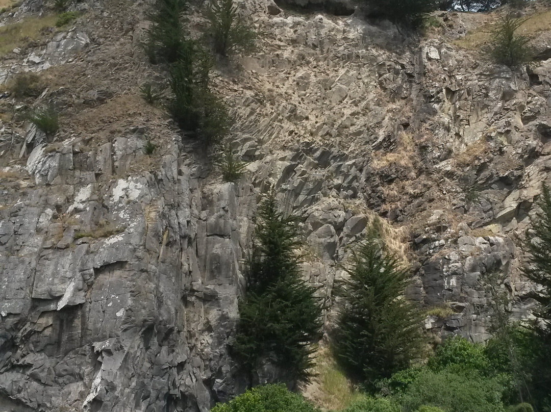 Long Beach-但尼丁必去景点