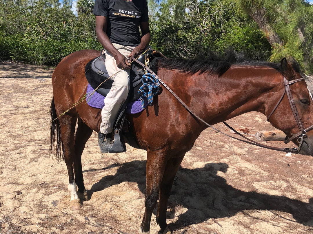 Happy Trails Stables, Windsor Equestrian Centre-新普罗维登斯岛必去景点