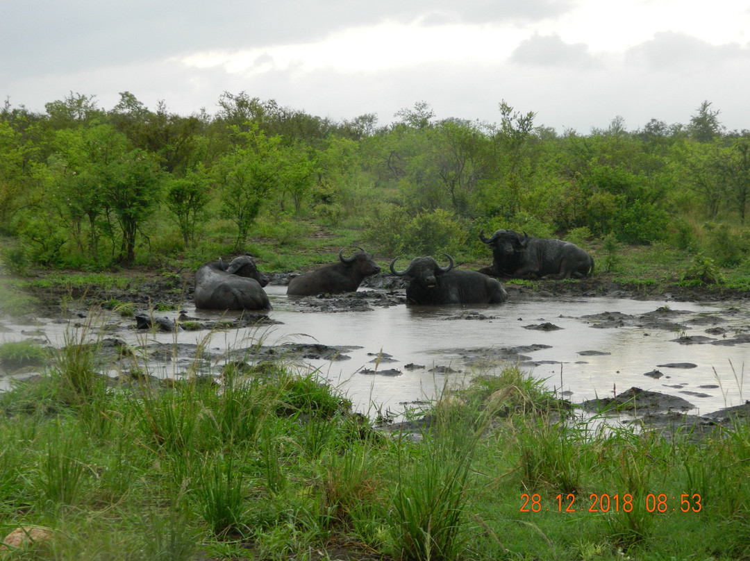 Moyo Wa Tandala Safari景点图片