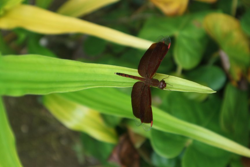 Siquijor Butterfly Sanctuary景点图片