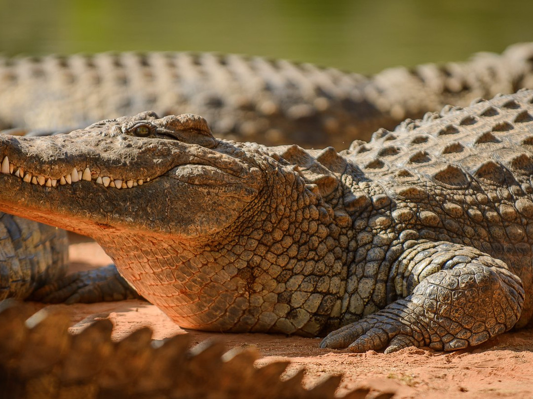 Seronera Crocodile Farm景点图片