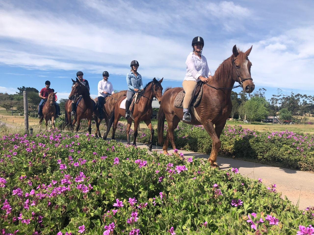 Ubuntu Horse Trails-斯泰伦博斯必去景点