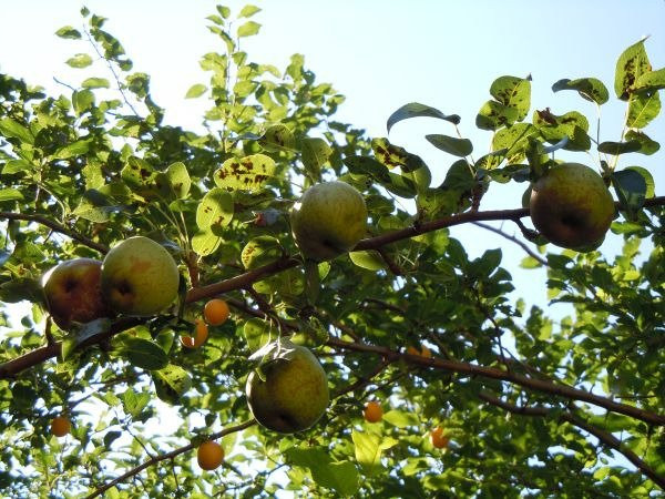 Hindberry Fruchtwein-Himberg必去景点
