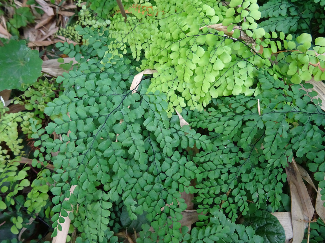 Kwekerij en Kijktuin Aan de Dijk-Oudeschip必去景点